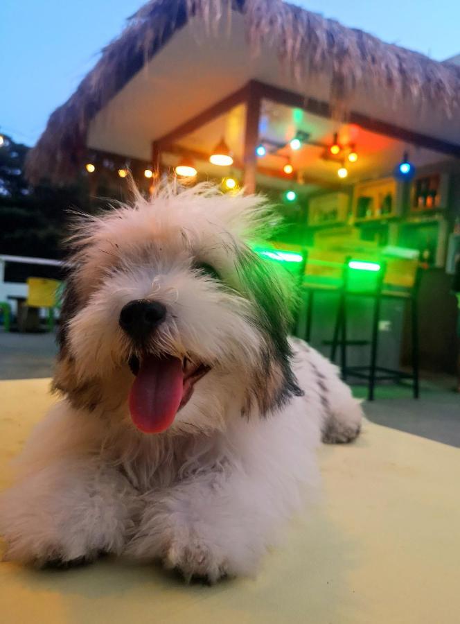 Antwet Backpacker'S Inn & Rooftop Bar Dumaguete City Exterior photo